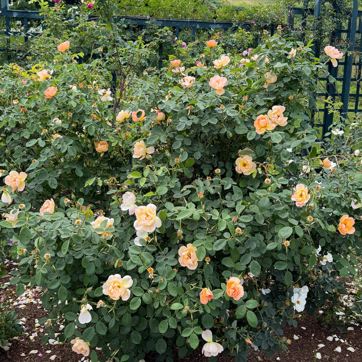 lark ascending rose bloom |Spotswood Greenery