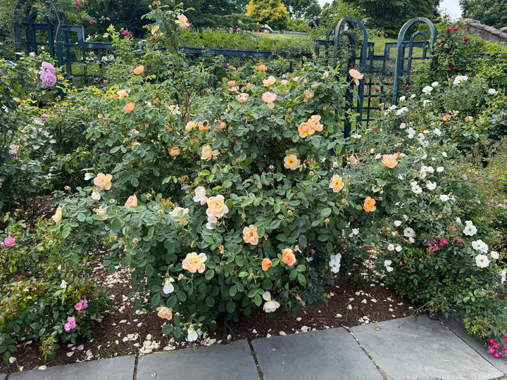 lark ascending rose bloom |Spotswood Greenery