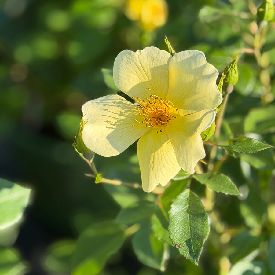 Tottering by gently rose |Spotswood Greenery