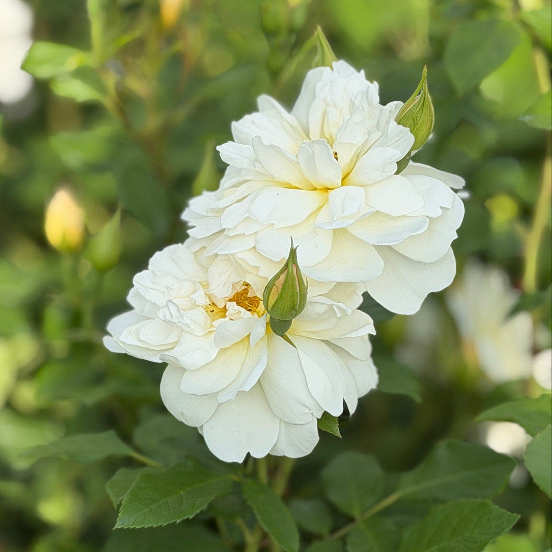 David Austin Rose Imogen |Spotswood Greenery