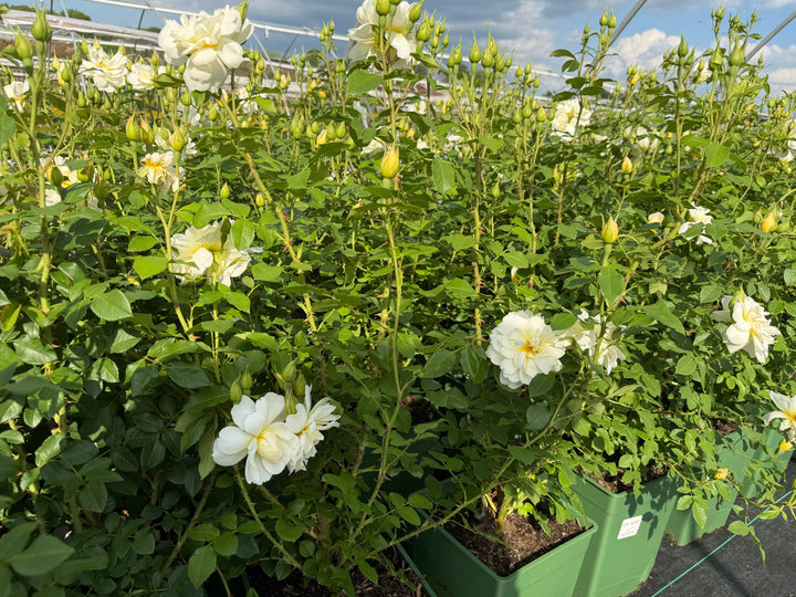 David Austin Rose Imogen |Spotswood Greenery