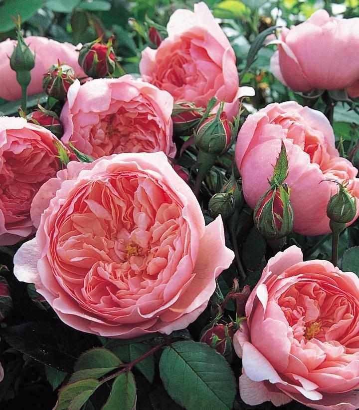 David Austin®  The Alnwick English Rose | David Austin® Roses