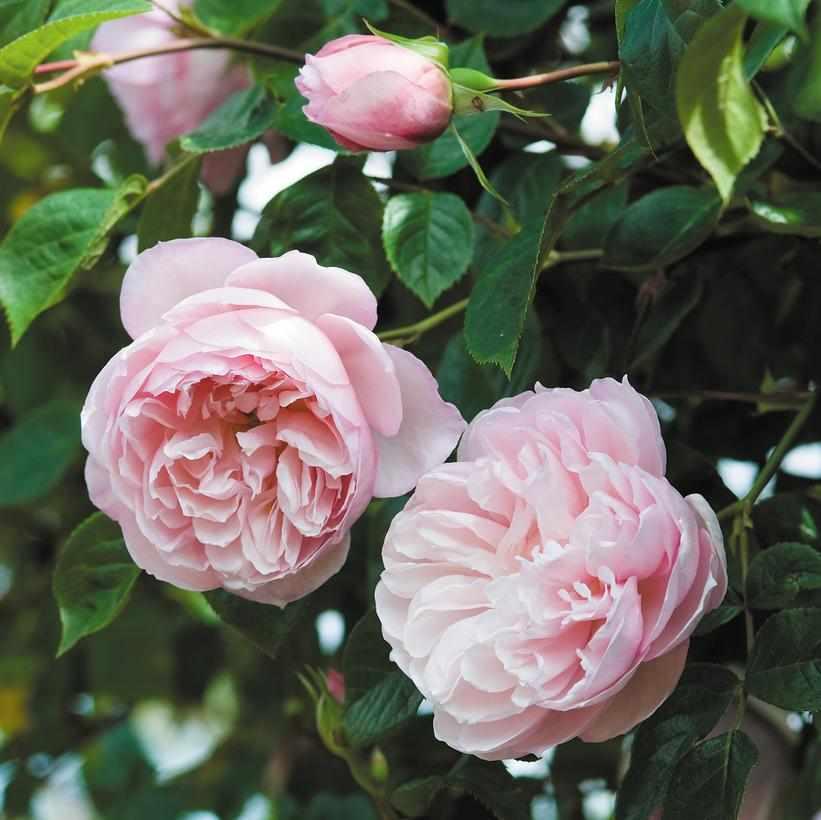 David Austin® The Generous Gardener® English Rose| Image credit David Austin Roses