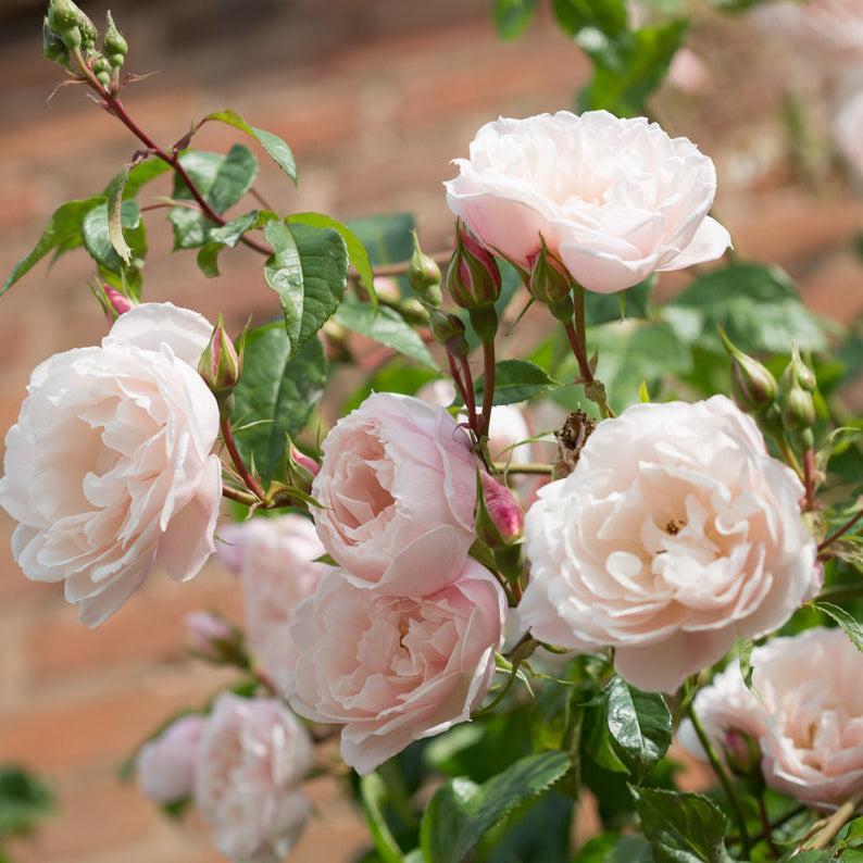 David Austin® The Generous Gardener® English Rose | David Austin® Roses