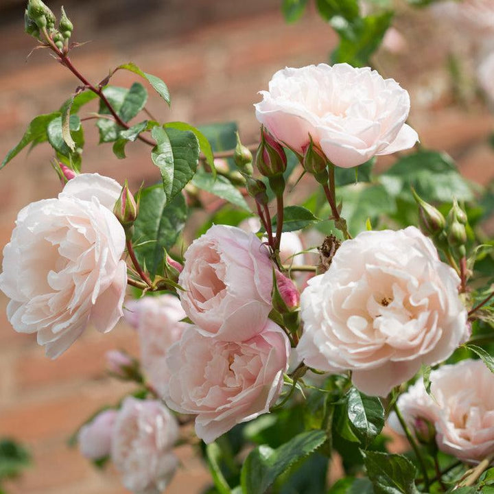 David Austin® The Generous Gardener® English Rose | David Austin® Roses