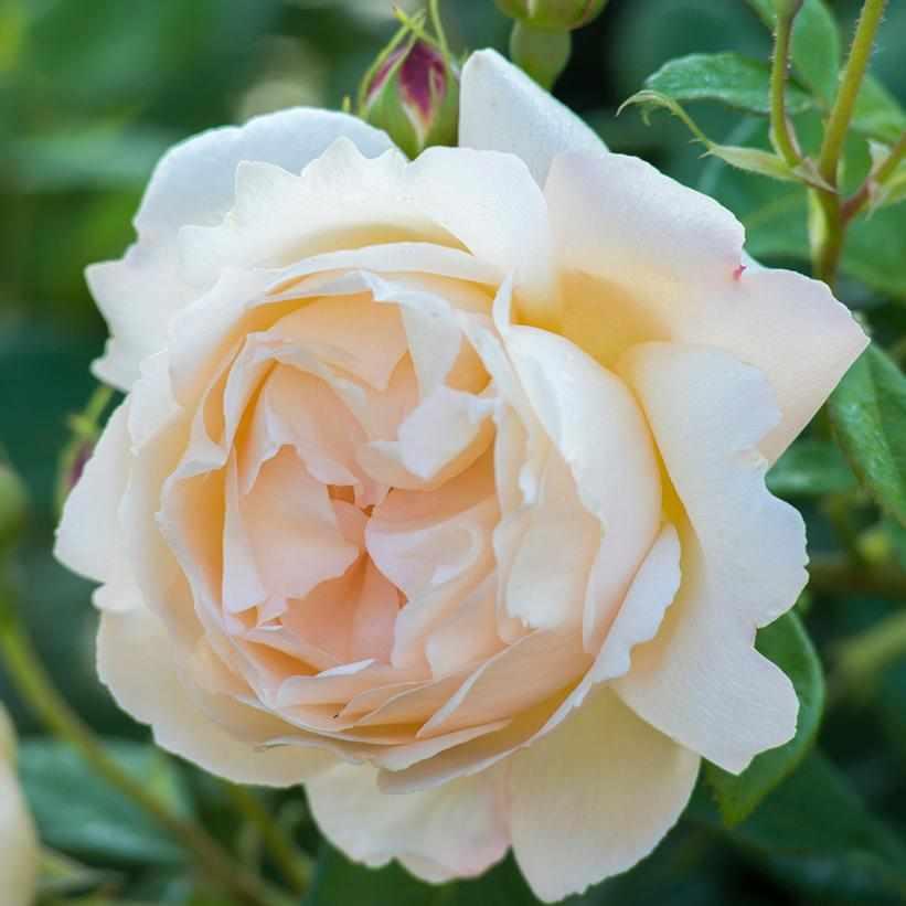 David Austin® Wollerton Old Hall® English Rose | David Austin® Roses