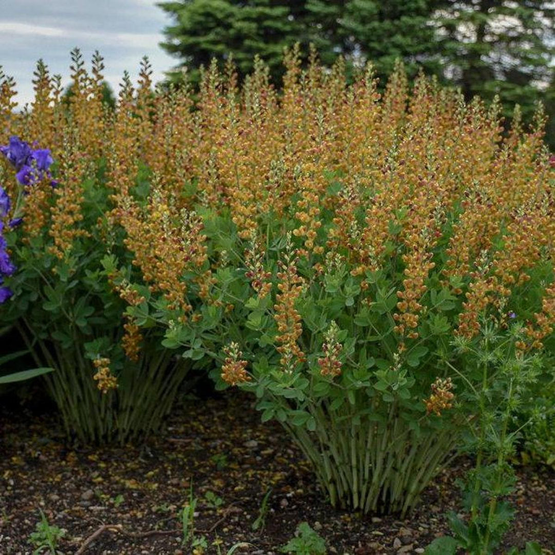 Decadence® Cherry Jubilee False Indigo- | Proven Winners®
