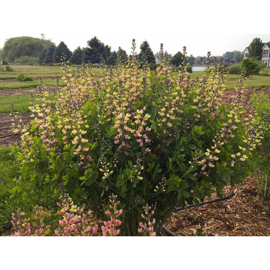 Decadence® Deluxe Pink Lemonade False Indigo- | Proven Winners®