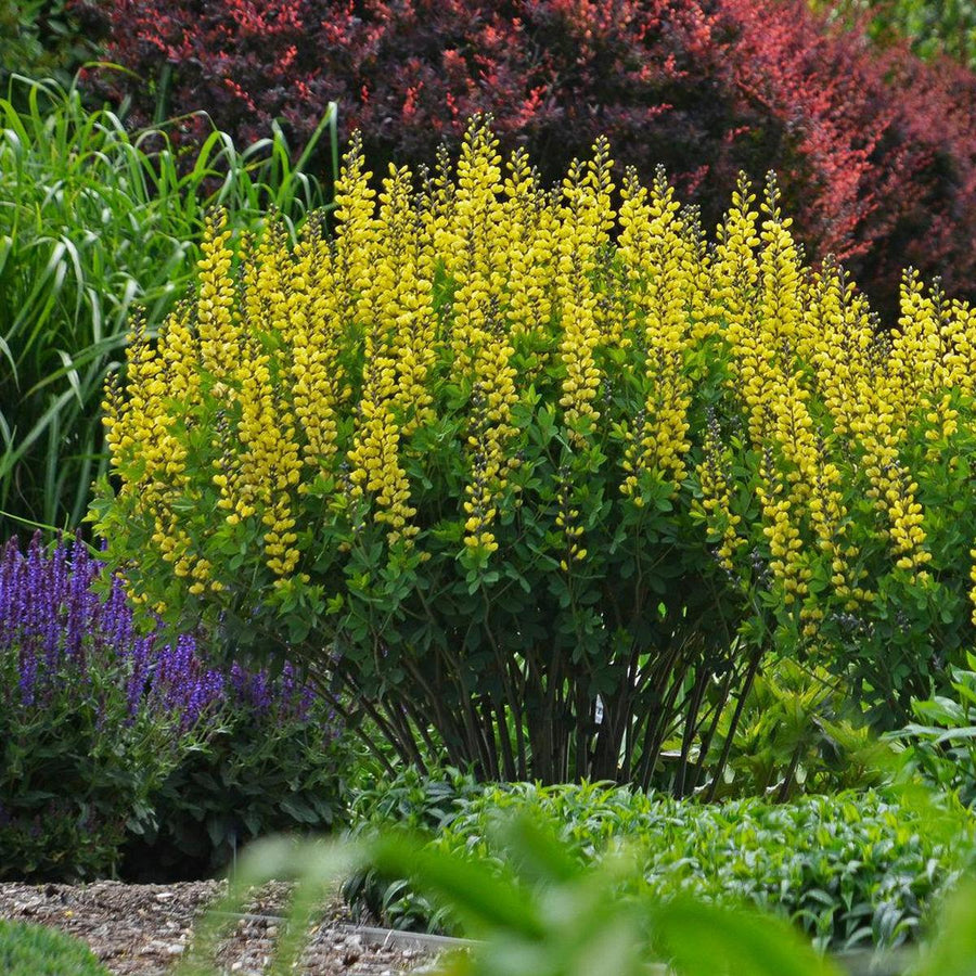 Decadence® Lemon Meringue False Indigo- | Proven Winners®