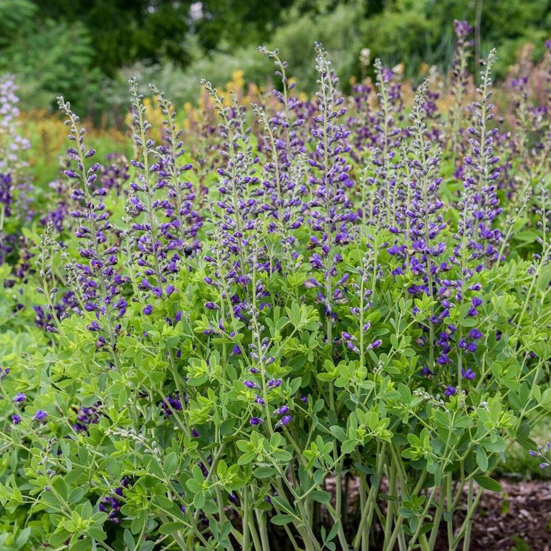 Decadence® Periwinkle Popcicle False Indigo- | Proven Winners®