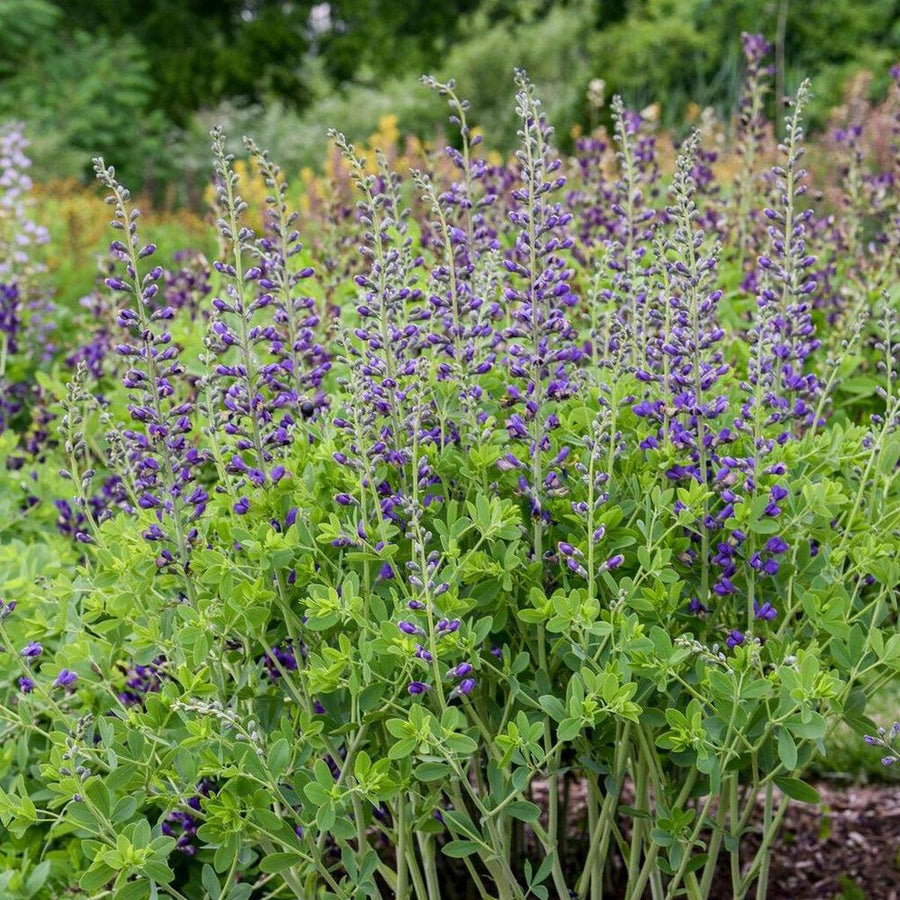 Decadence® Periwinkle Popcicle False Indigo- | Proven Winners®