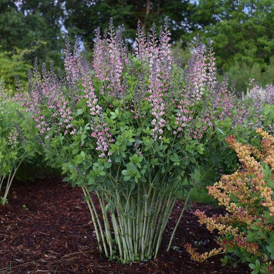 Decadence® Pink Truffles False Indigo- | Proven Winners®