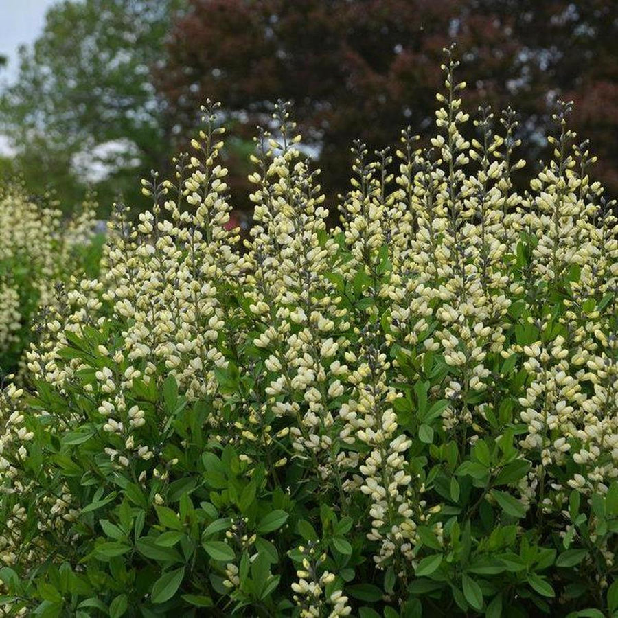 Decadence® Vanilla Cream False Indigo- | Proven Winners®
