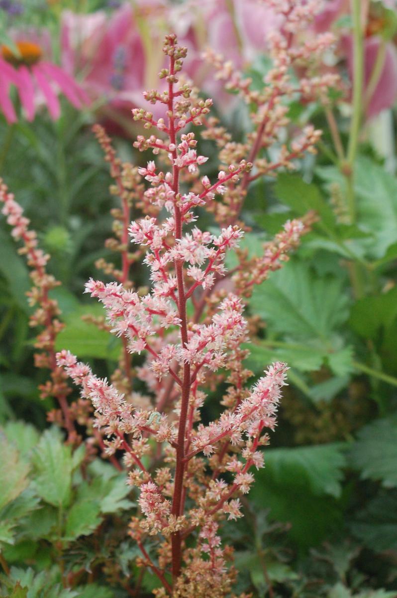 Delft Lace Astilbe |Prides Corner Farms