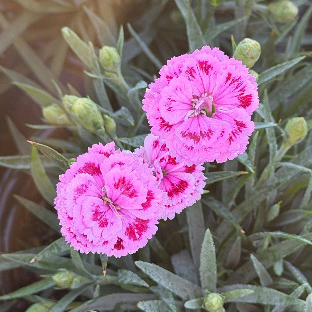Delilah™ Bicolor Purple Carnation Pinks |Spotswood Greenery