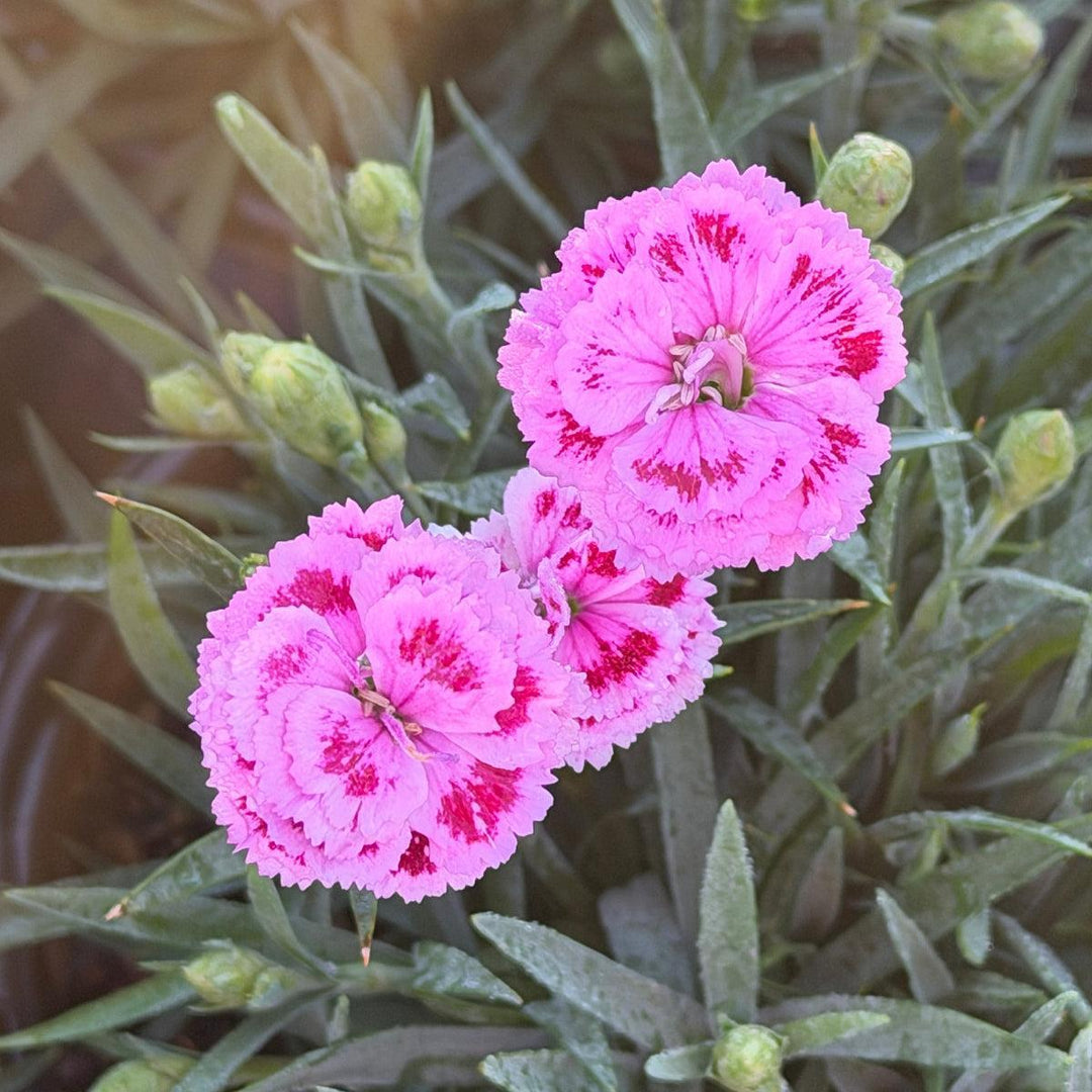 Delilah™ Bicolor Purple Carnation Pinks |Spotswood Greenery