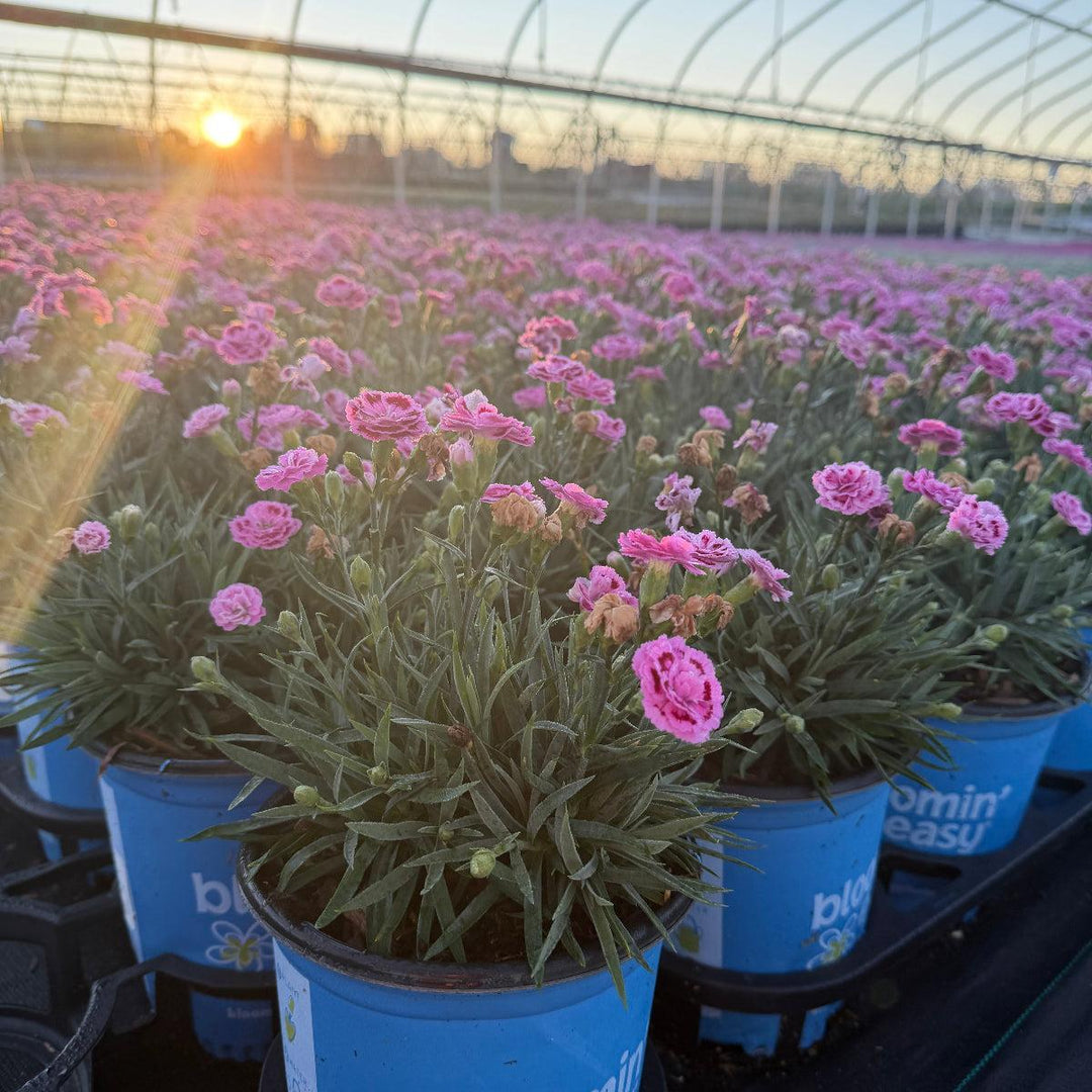 Delilah™ Bicolor Purple Carnation Pinks |Spotswood Greenery