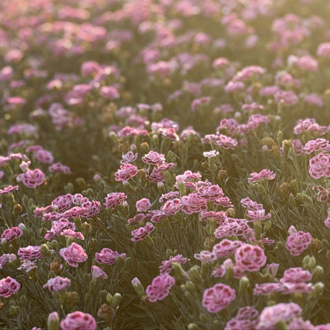 Delilah™ Bicolor Purple Carnation Pinks |Spotswood Greenery