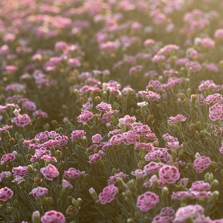 Delilah™ Bicolor Purple Carnation Pinks |Spotswood Greenery