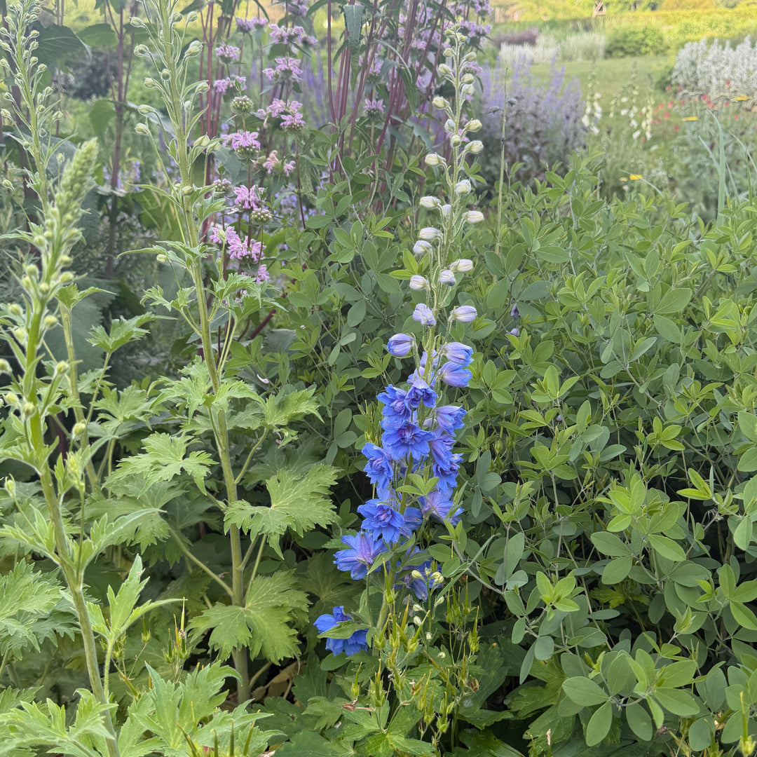 Delphinium Blue Buccaneers |Spotswood Greenery