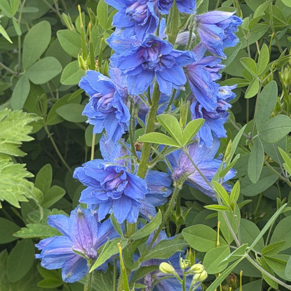 Delphinium Blue Buccaneers |Spotswood Greenery