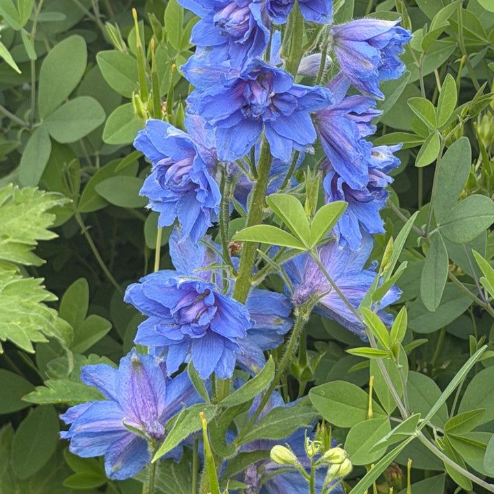 Delphinium Blue Buccaneers |Spotswood Greenery