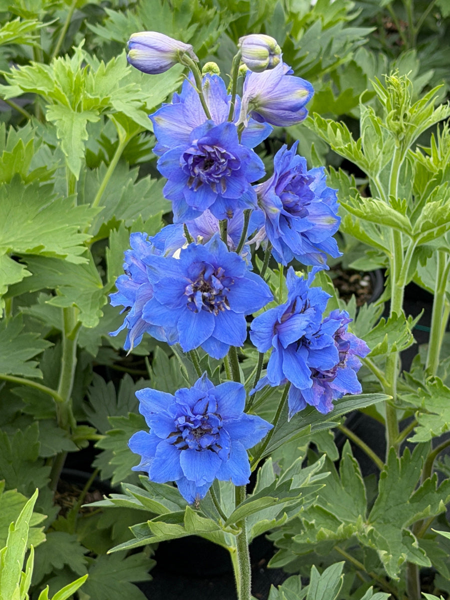 Delphinium Blue Buccaneers |Spotswood Greenery
