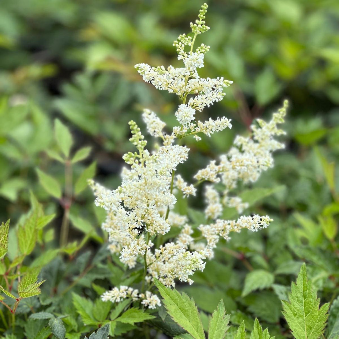 Deutschland Astilbe |Prides Corner Farms
