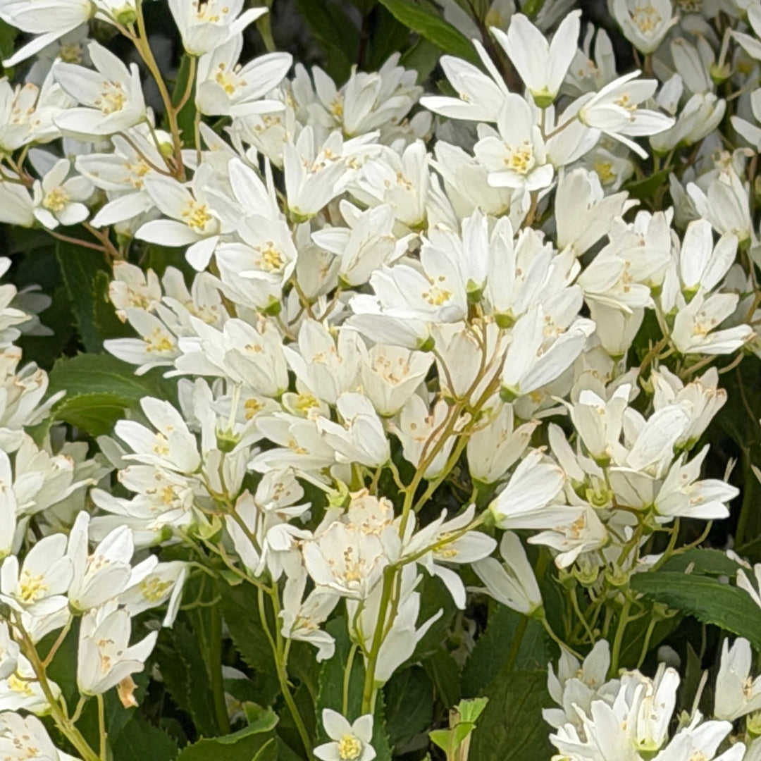 Nikko Deutzia |Spotswood Greenery