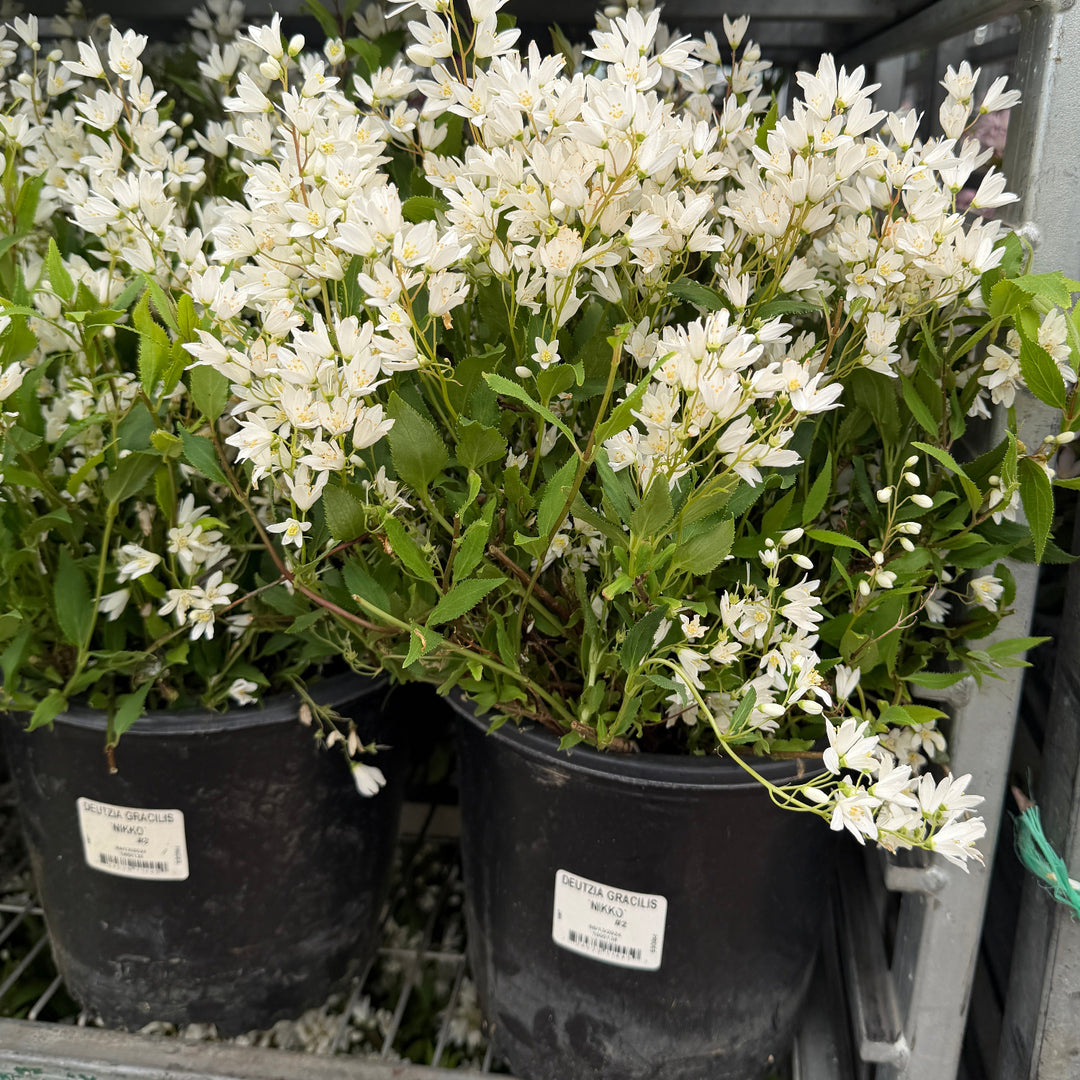 Nikko Deutzia |Spotswood Greenery