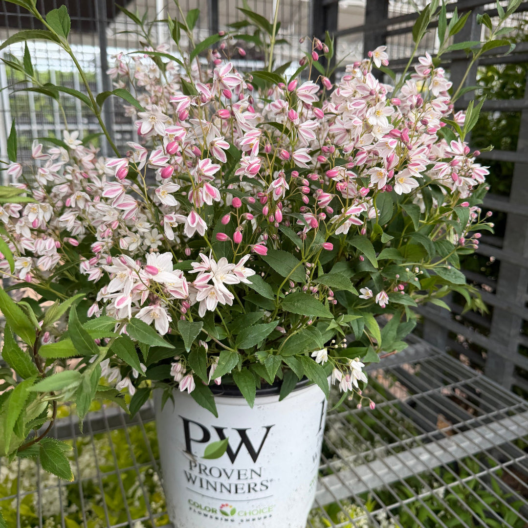 Yuki Cherry Deutzia |Spotswood Greenery