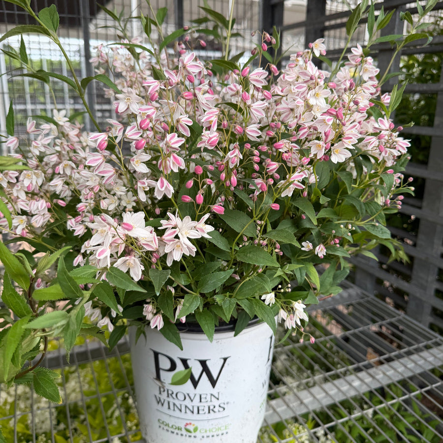Yuki Cherry Deutzia |Spotswood Greenery