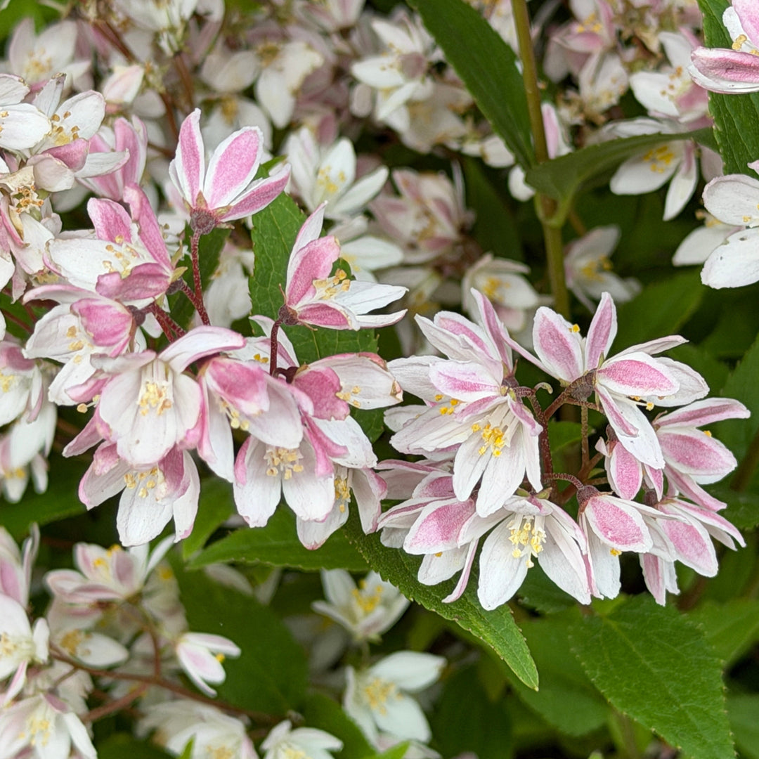 Yuki Cherry Deutzia |Spotswood Greenery