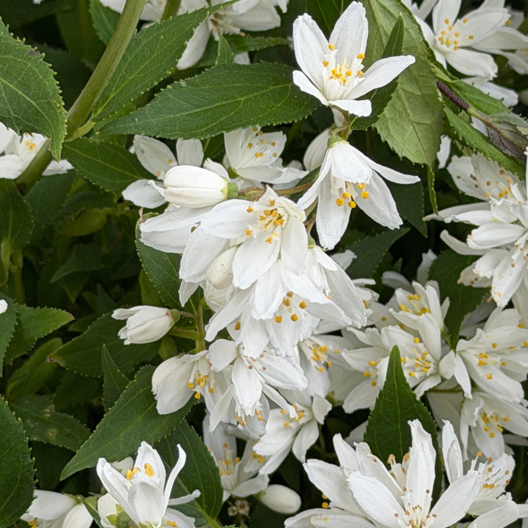 Deutzia Yuki Snowflake |Spotswood Greenery