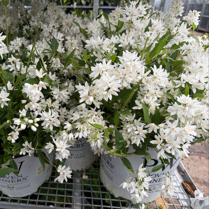 Deutzia Yuki Snowflake |Spotswood Greenery