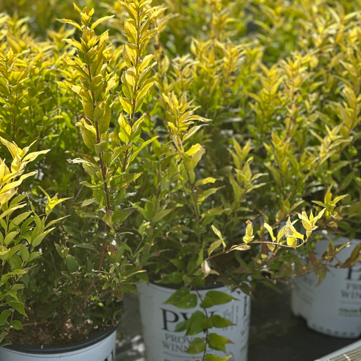 Chardonnay Pearls® Deutzia