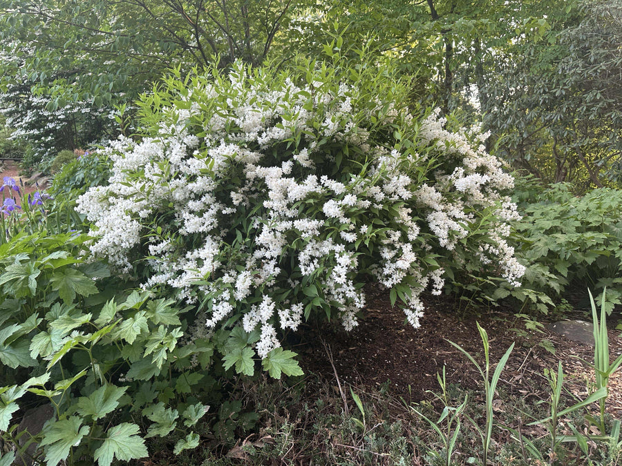 Nikko Deutzia