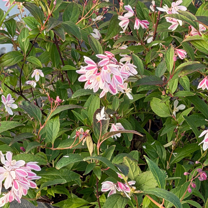 Yuki Kabuki™ Deutzia |Spotswood Greenery