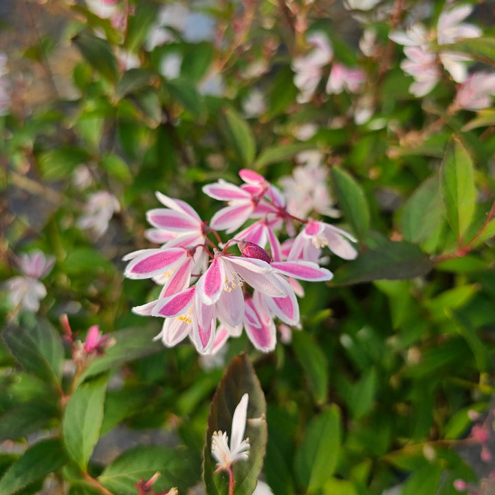 Yuki Kabuki™ Deutzia |Spotswood Greenery