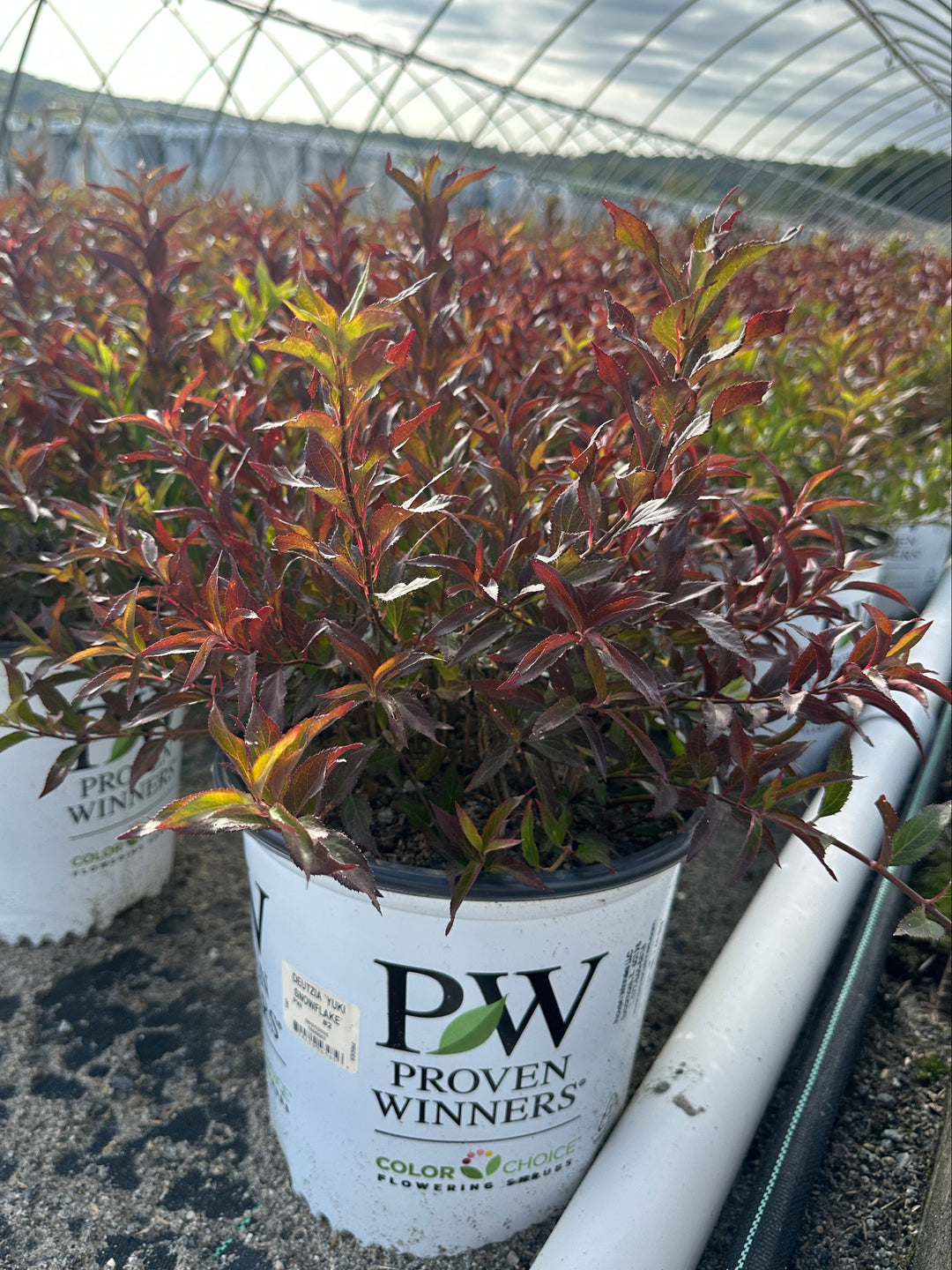 Yuki Snowflake® Deutzia