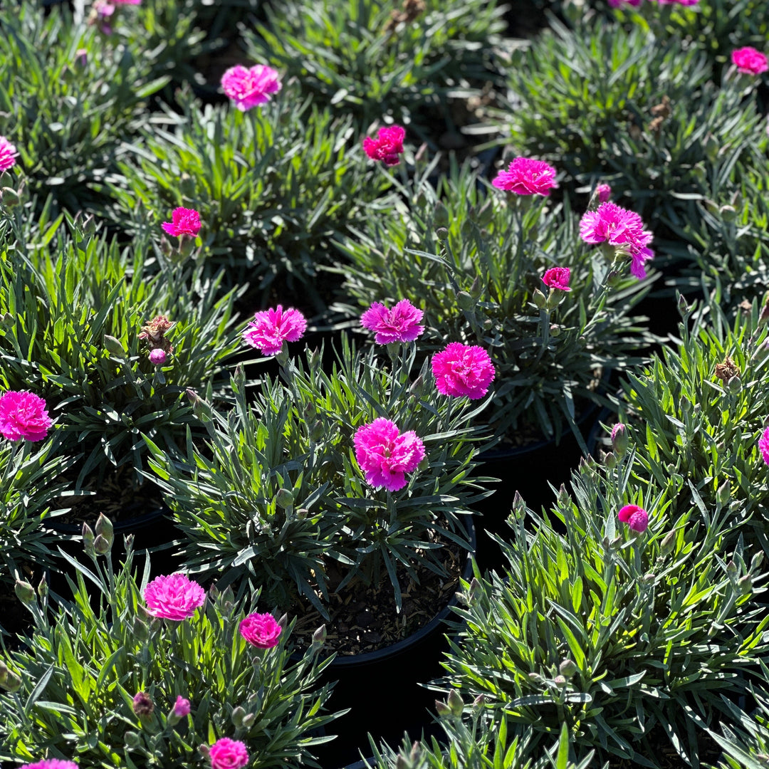 Everlast® Orchid Pinks