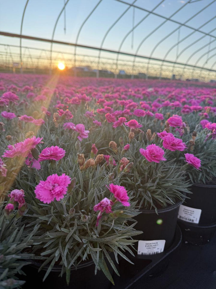 Everlast® Orchid Pinks |Spotswood Greenery