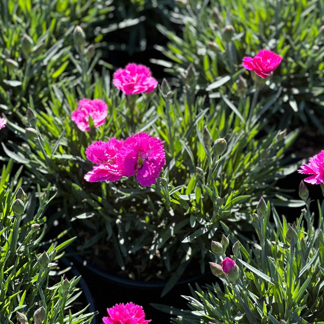 Everlast® Orchid Pinks