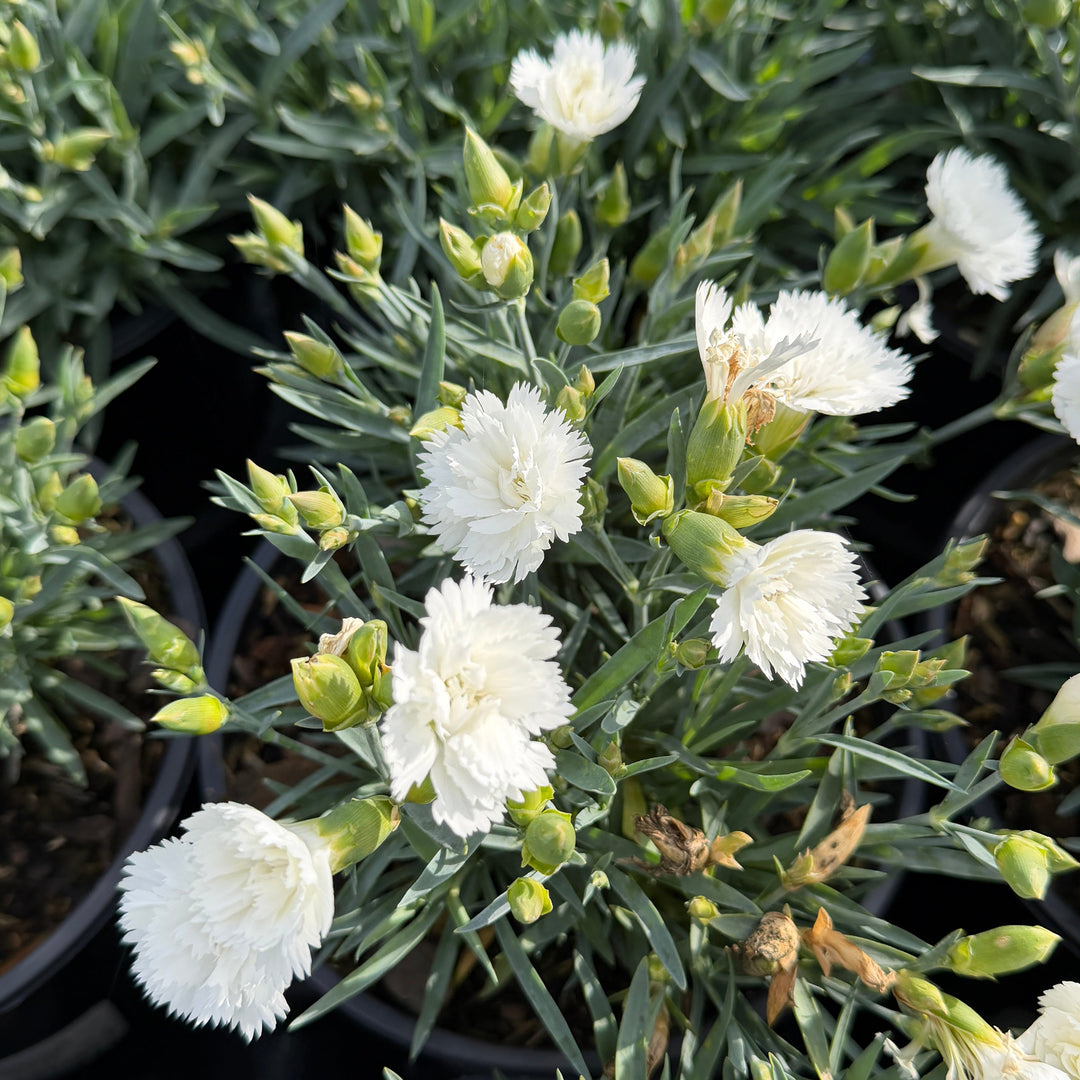 Everlast White Dianthus |Spotswood Greenery