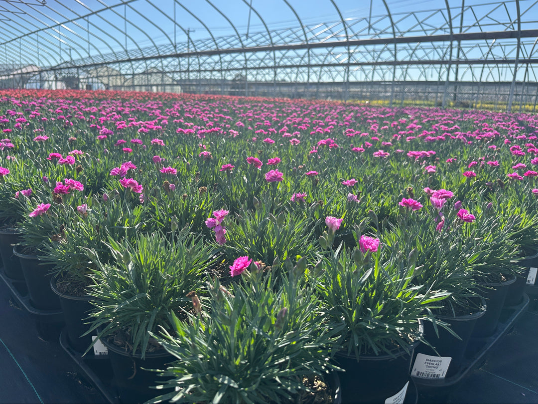 Everlast® Orchid Pinks