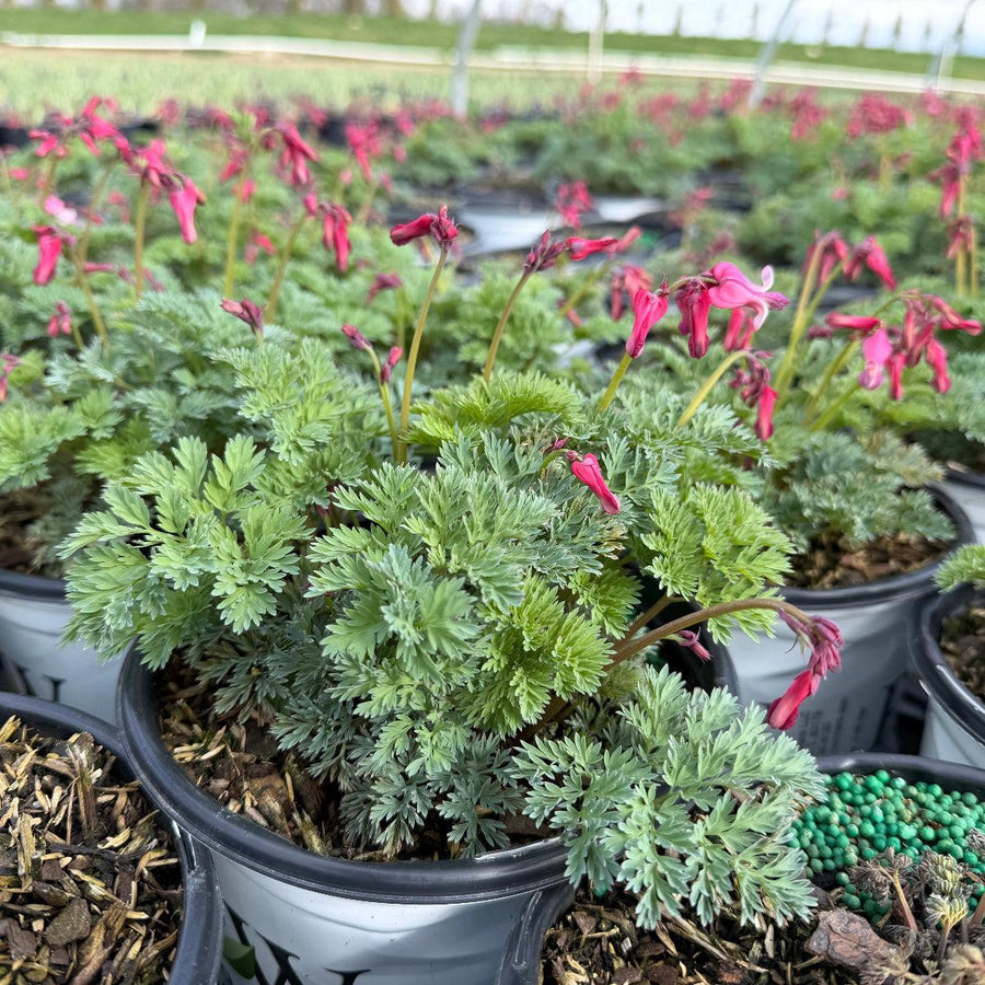 Pink Diamonds Bleeding Hearts |Spotswood Greenery