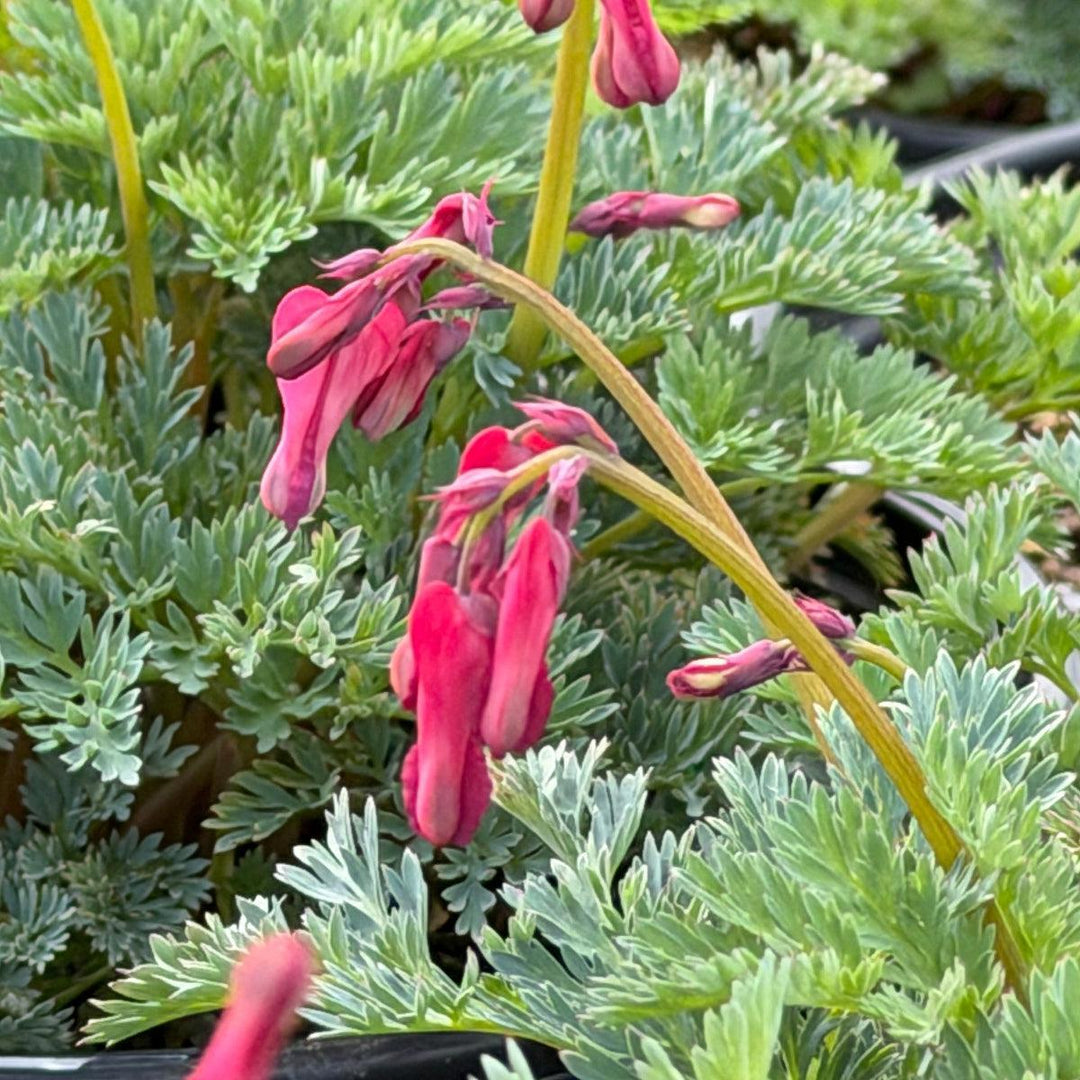 Pink Diamonds Bleeding Hearts |Spotswood Greenery