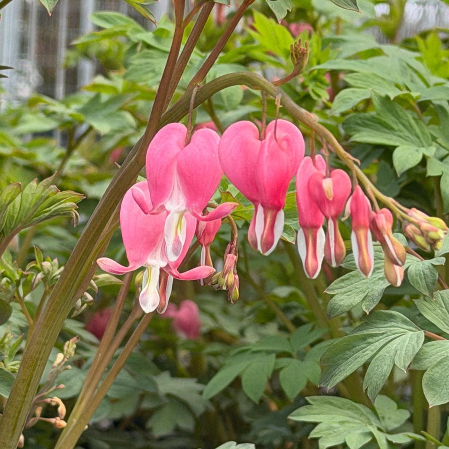 Old Fashioned Bleeding Hearts |Spotswood Greenery