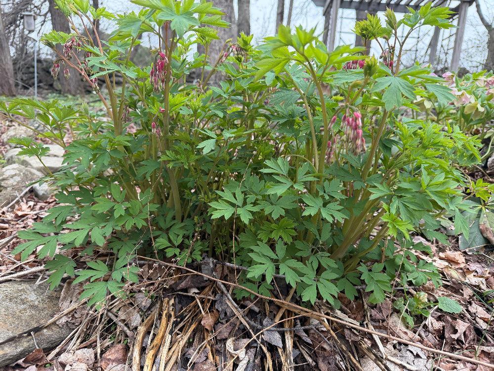 Old Fashioned Bleeding Heart