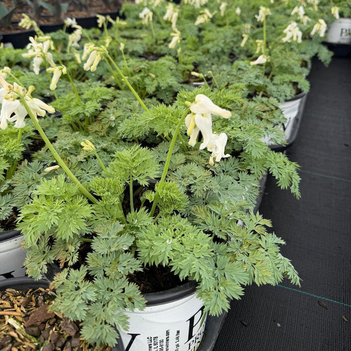 White Diamonds Bleeding Hearts |Spotswood Greenery